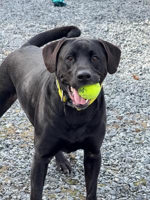 Triton, Labrador Retriever/Mixed Breed, adult, available for adoption