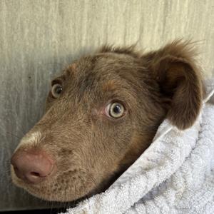 Layla, Shepherd, puppy, available for adoption