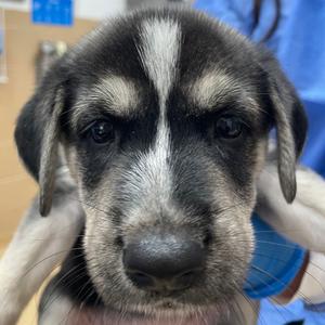 Havana, Shepherd, puppy, available for adoption