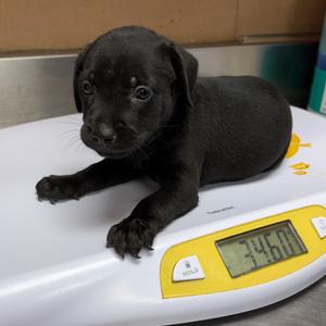 Blossom, Shepherd, puppy, available for adoption