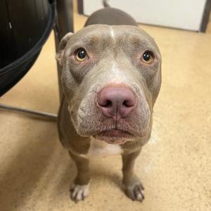 Canela, Terrier, Pit Bull, adult, available for adoption