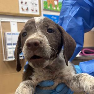 Choco Soldier, Pointer, puppy, available for adoption