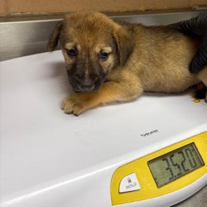 Buttercup, Shepherd, puppy, available for adoption