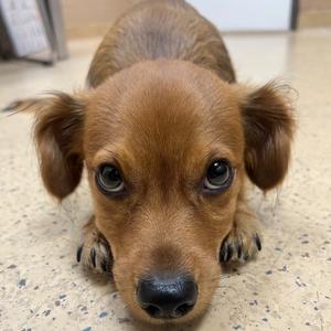 Chewbarka, Chihuahua, adult, available for adoption