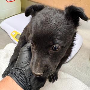 Lala, Retriever, Labrador, puppy, available for adoption