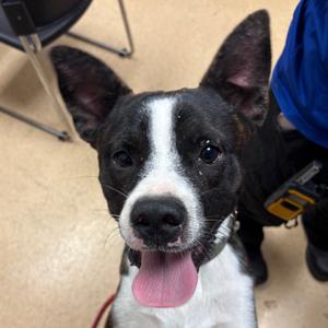Drake the Rapper, Terrier, Pit Bull, adult, available for adoption
