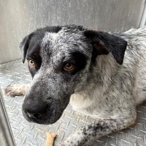 Gordo, American Blue Heeler, adult, available for adoption