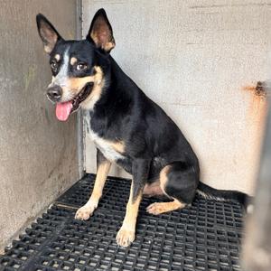Bolo, Cattle Dog, adult, available for adoption