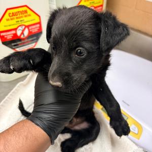 Lolo, Retriever, Labrador, puppy, available for adoption