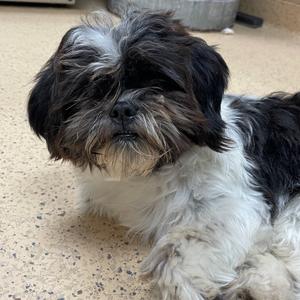 Fluffers, Shih Tzu, adult, available for adoption