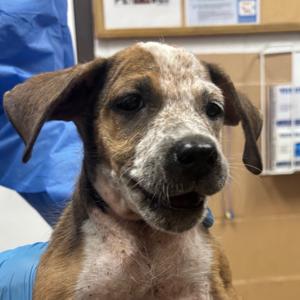 Chocolate Cosmo, Pointer, puppy, available for adoption