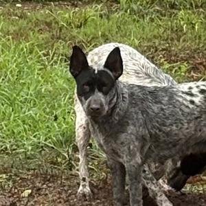Batman, American Blue Heeler, adult, available for adoption