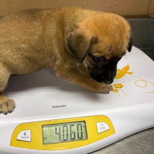 Bubbles, Shepherd, puppy, available for adoption