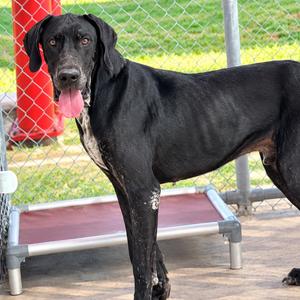 Hercules, Great Dane, adult, available for adoption