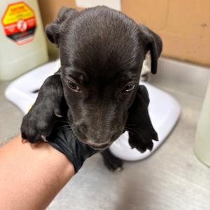 Lulu, Retriever, Labrador, puppy, available for adoption