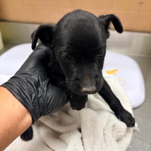 Lili, Retriever, Labrador, puppy, available for adoption