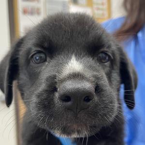 Chicago, Shepherd, puppy, available for adoption