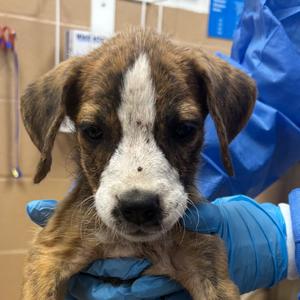 Karma Bonbon, Pointer, puppy, available for adoption