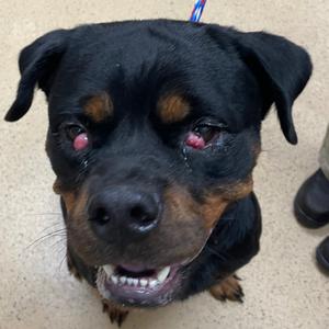 Firefly, Rottweiler, adult, available for adoption