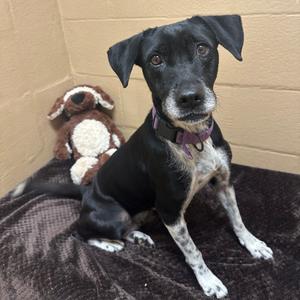 Eva, Retriever, Black Labrador, adult, available for adoption
