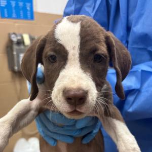 Brown Sugar, Pointer, puppy, available for adoption