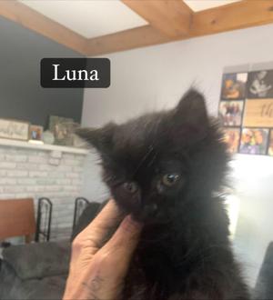 Luna, kitten, available for adoption