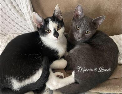Bindi and Minnie, kitten, available for adoption