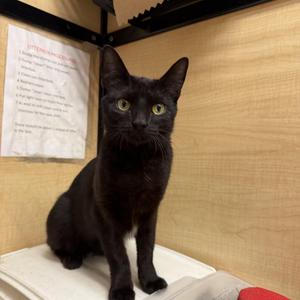 Amari, young, available for adoption