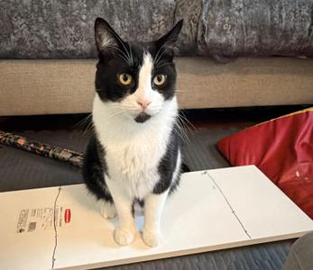 Milton, adult, available for adoption