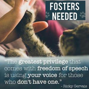 Fosters and Volunteers Needed, young, available for adoption