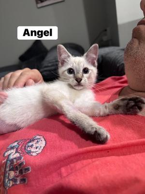 Angel, kitten, available for adoption