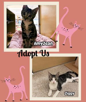 A collage of two photos of cats with the text "Adopt Us". The top photo shows a tabby cat named AmyJean sitting on a pink blanket. The bottom photo shows a black and white cat named Ziggy lying on the floor. There are also pink cartoon cats on the sides.