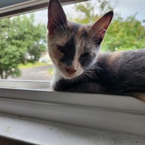 Molly, kitten, available for adoption