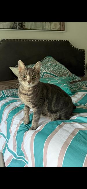 Layla- needs foster home asap, adult, available for adoption
