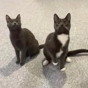 Ducati and Vespa, adult, available for adoption