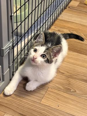 Olaf, kitten, available for adoption