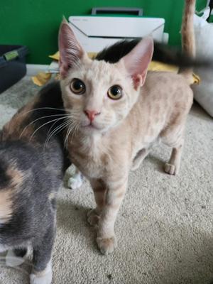 Miles, kitten, available for adoption