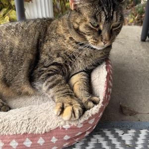 Courtesy Post- Bella (indoor/outdoor cat), adult, available for adoption