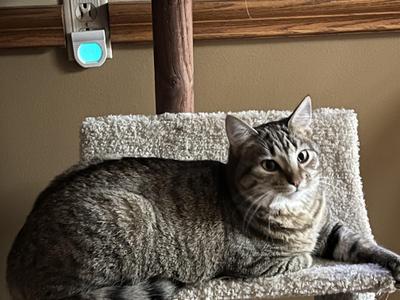 Courtesy Post- Poppy (indoor/outdoor cat), adult, available for adoption