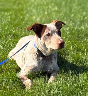 Chip, Australian Cattle Dog / Blue Heeler, young, available for adoption