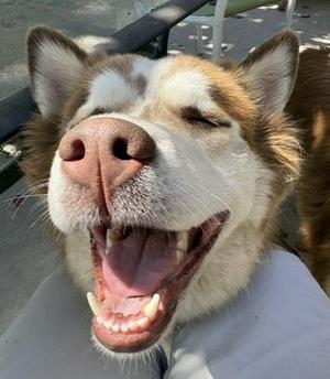 Honey, Husky, adult, available for adoption