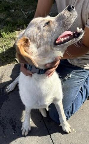 Lily, Australian Cattle Dog / Blue Heeler / Labrador Retriever, young, available for adoption