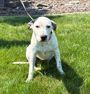 Cora, Australian Cattle Dog / Blue Heeler, young, available for adoption