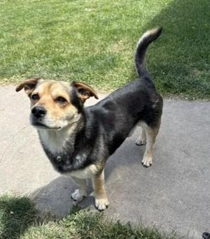 Chaparo, Beagle / Labrador Retriever, adult, available for adoption