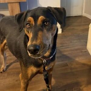 Kona Mae, Doberman Pinscher / Husky, young, available for adoption