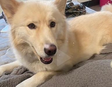 A light-colored dog with a fluffy coat lying on a blanket.