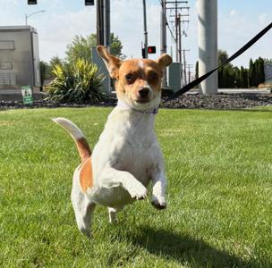 Jewel, Jack Russell Terrier / Chihuahua, adult, available for adoption