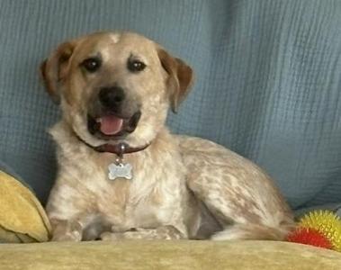 Bambi, Australian Cattle Dog / Blue Heeler, adult, available for adoption