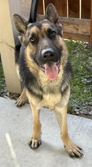 Junior, German Shepherd Dog, young, available for adoption