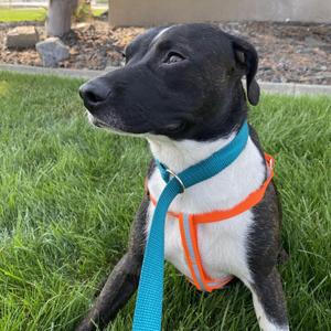 Patches, Brittany Spaniel / German Shorthaired Pointer, young, available for adoption